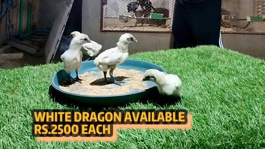 Blue Dragon | Black Dragon & Brumi Chicks | Different Varieties |