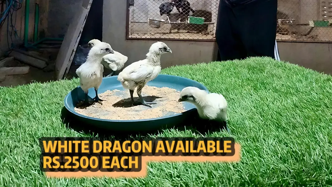 Blue Dragon|White Dragon |Black Dragon & Brumi Chicks | All Varaities|