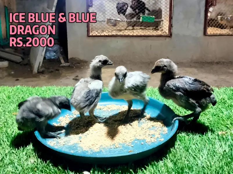 Blue Dragon|White Dragon |Black Dragon & Brumi Chicks | All Varaities| — photo 2