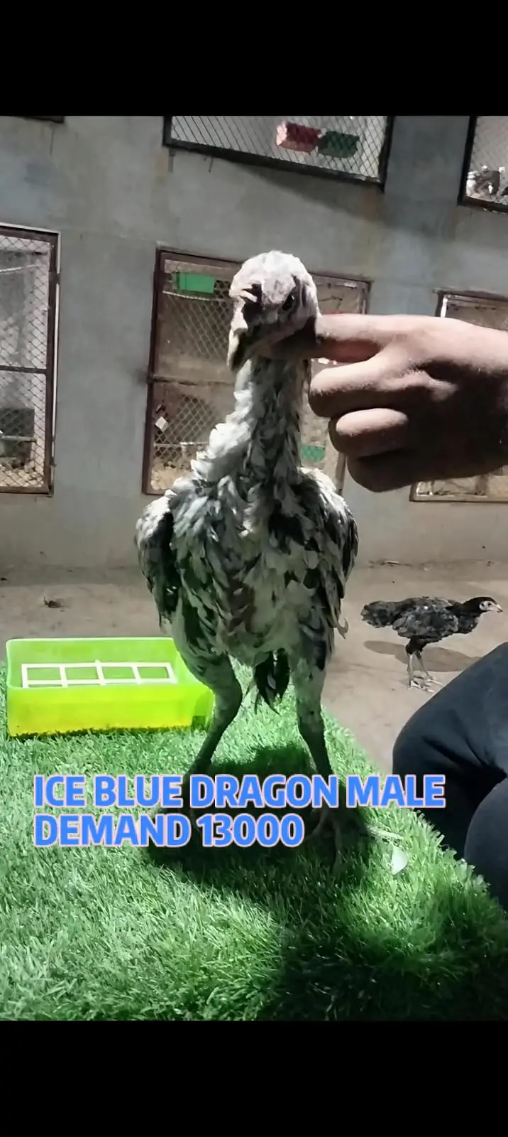 Blue Dragon|White Dragon |Black Dragon & Brumi Chicks | All Varaities| — photo 3