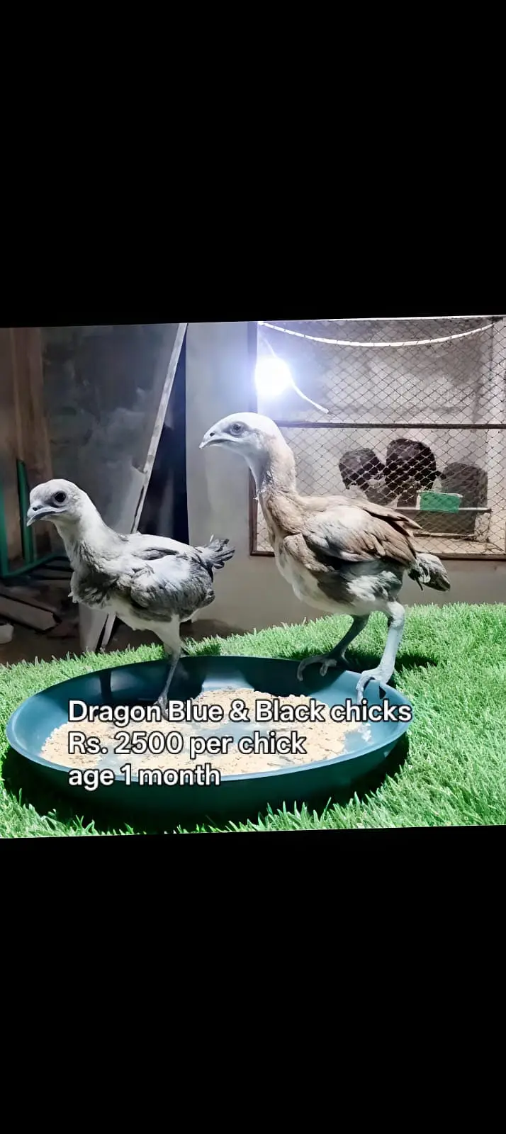 Blue Dragon|White Dragon |Black Dragon & Brumi Chicks | All Varaities| — photo 4