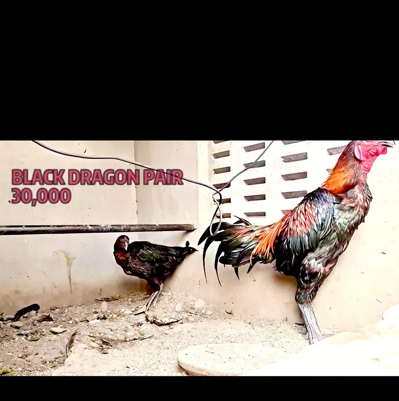 Blue Dragon|White Dragon |Black Dragon & Brumi Chicks | All Varaities| — photo 5