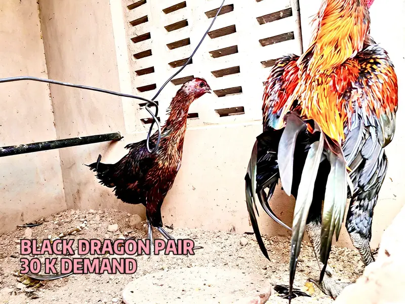 Blue Dragon|White Dragon |Black Dragon & Brumi Chicks | All Varaities| — photo 7