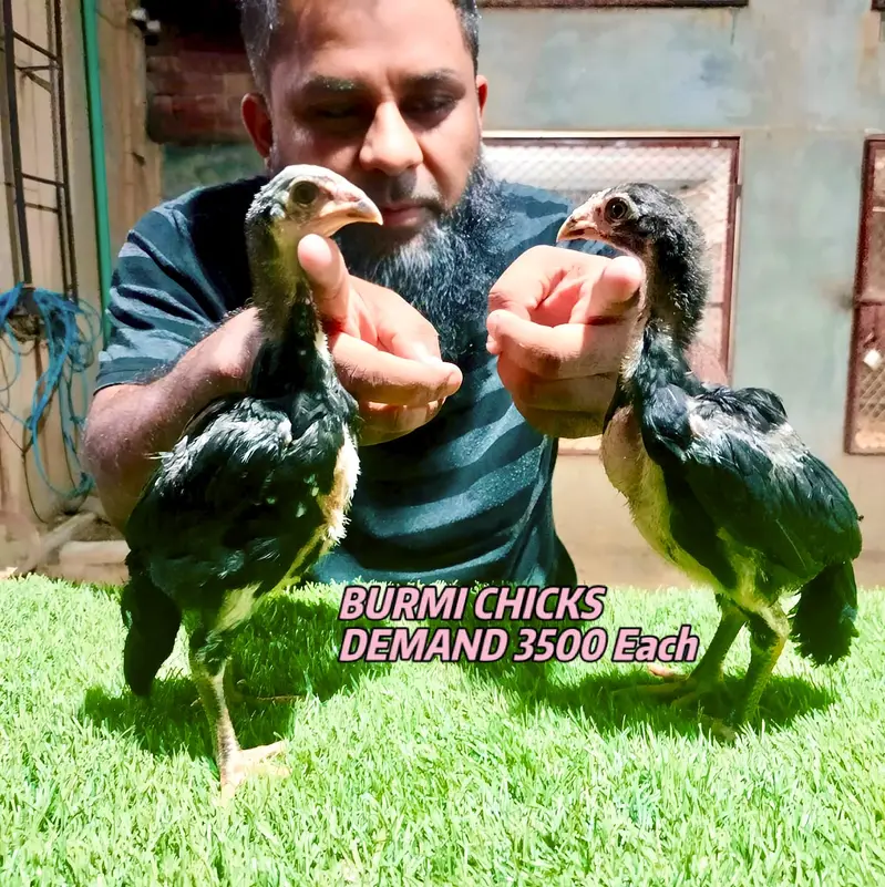 Blue Dragon|White Dragon |Black Dragon & Brumi Chicks | All Varaities| — photo 9