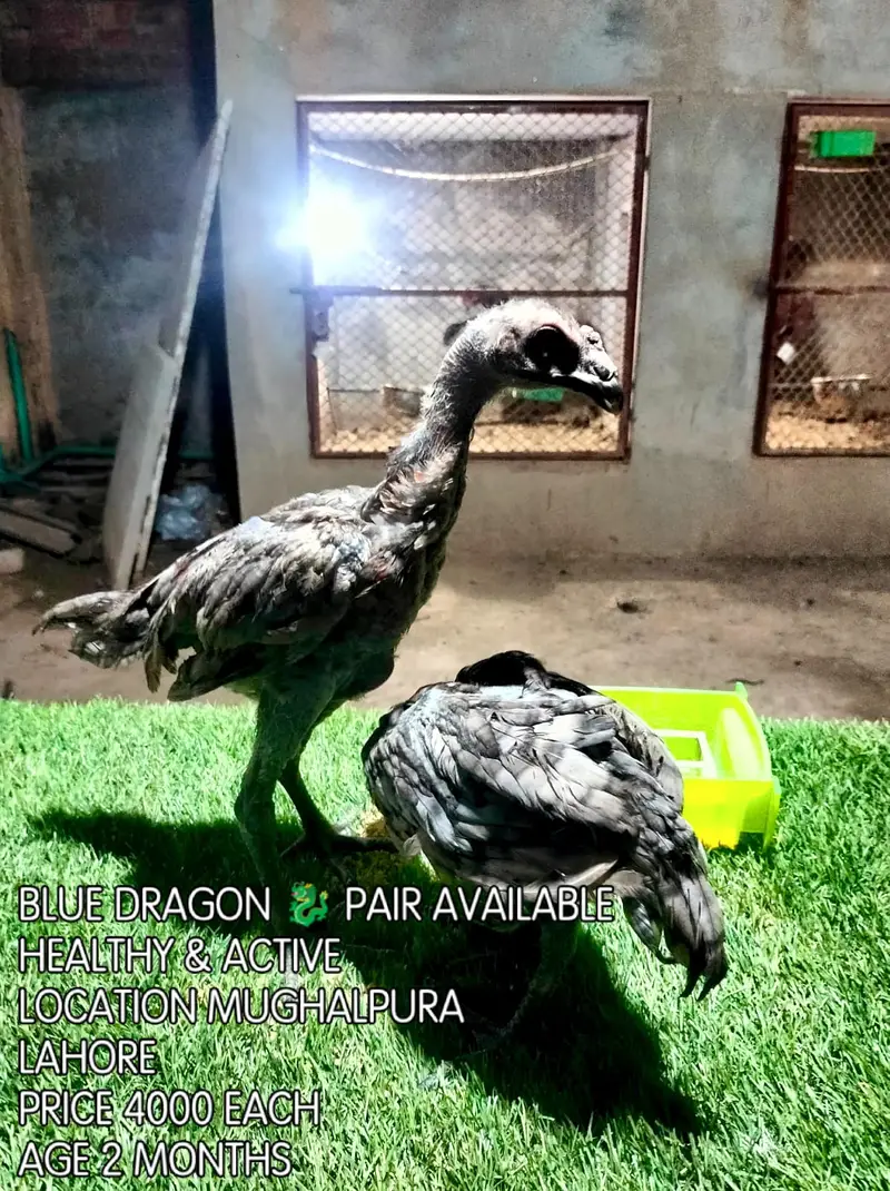 Blue Dragon|White Dragon |Black Dragon & Brumi Chicks | All Varaities| — photo 10