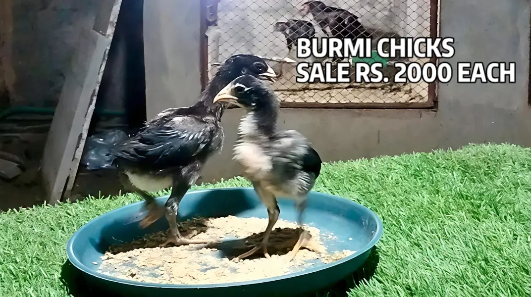 Blue Dragon|White Dragon |Black Dragon & Brumi Chicks | All Varaities| — photo 11