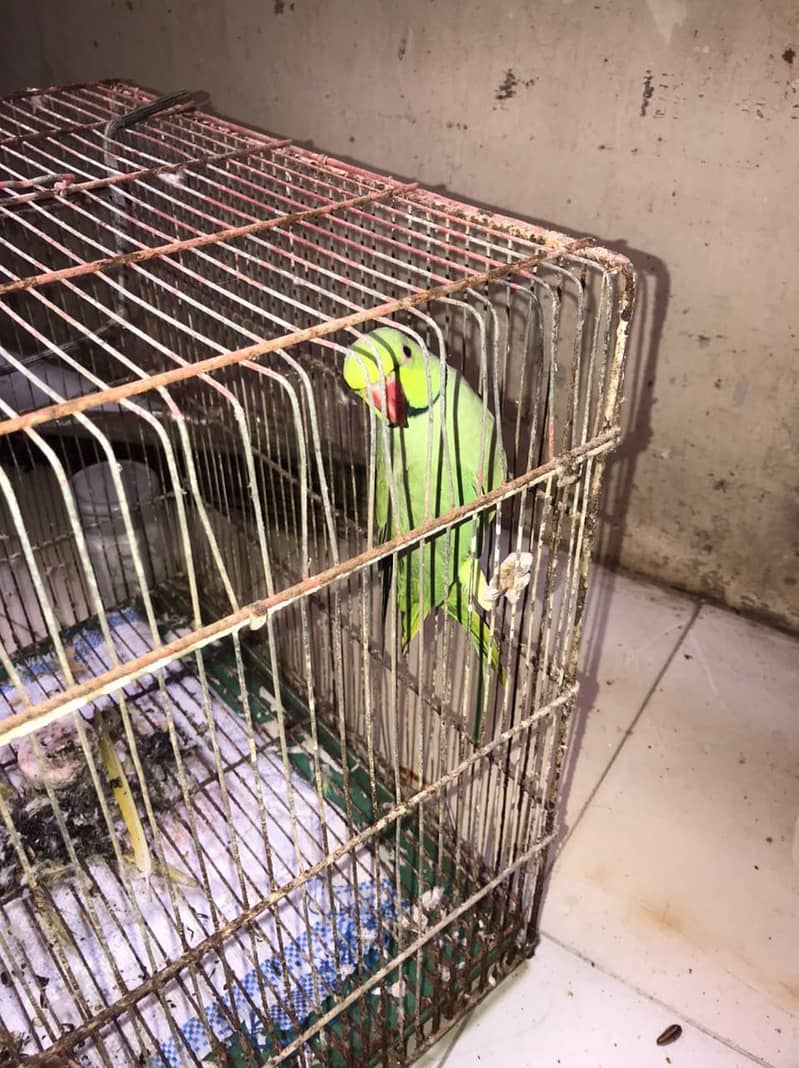 parrot 1