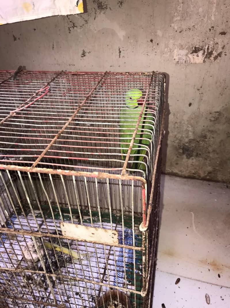 parrot 2