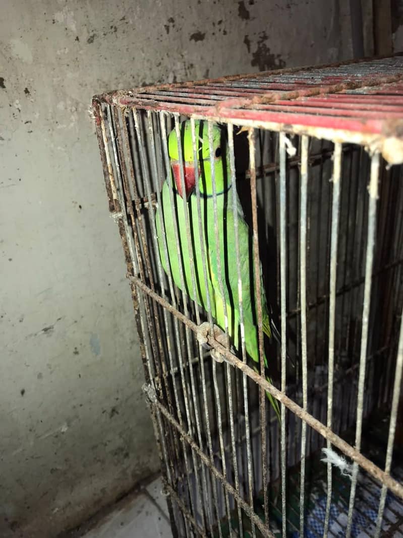 parrot 3