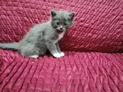 British Short Hair Kitten