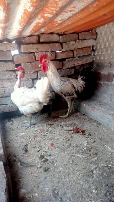 Desi pair