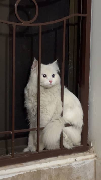 Persian cat
