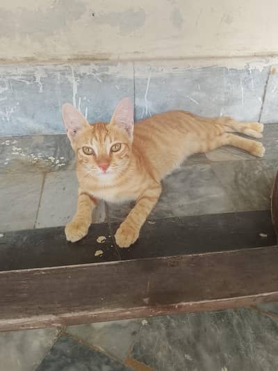 male cat