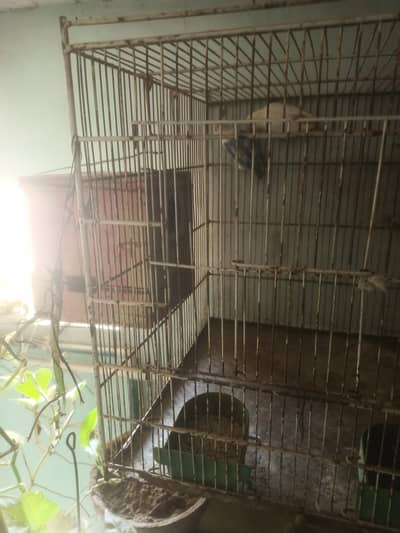 for sale