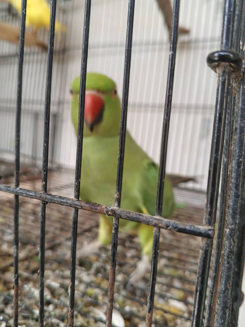 Green 0