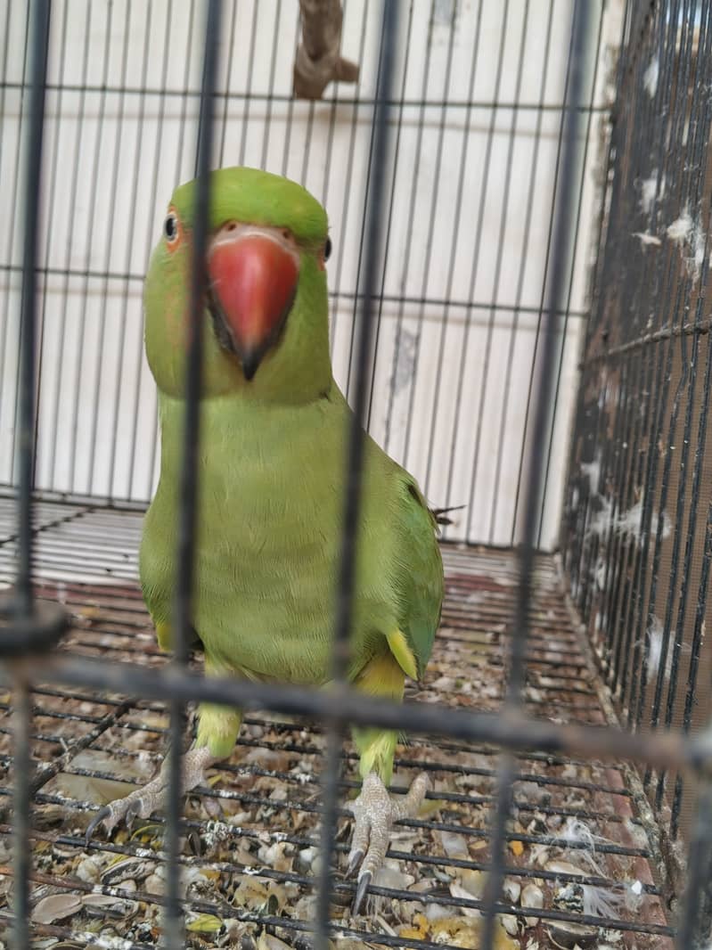 Green 1