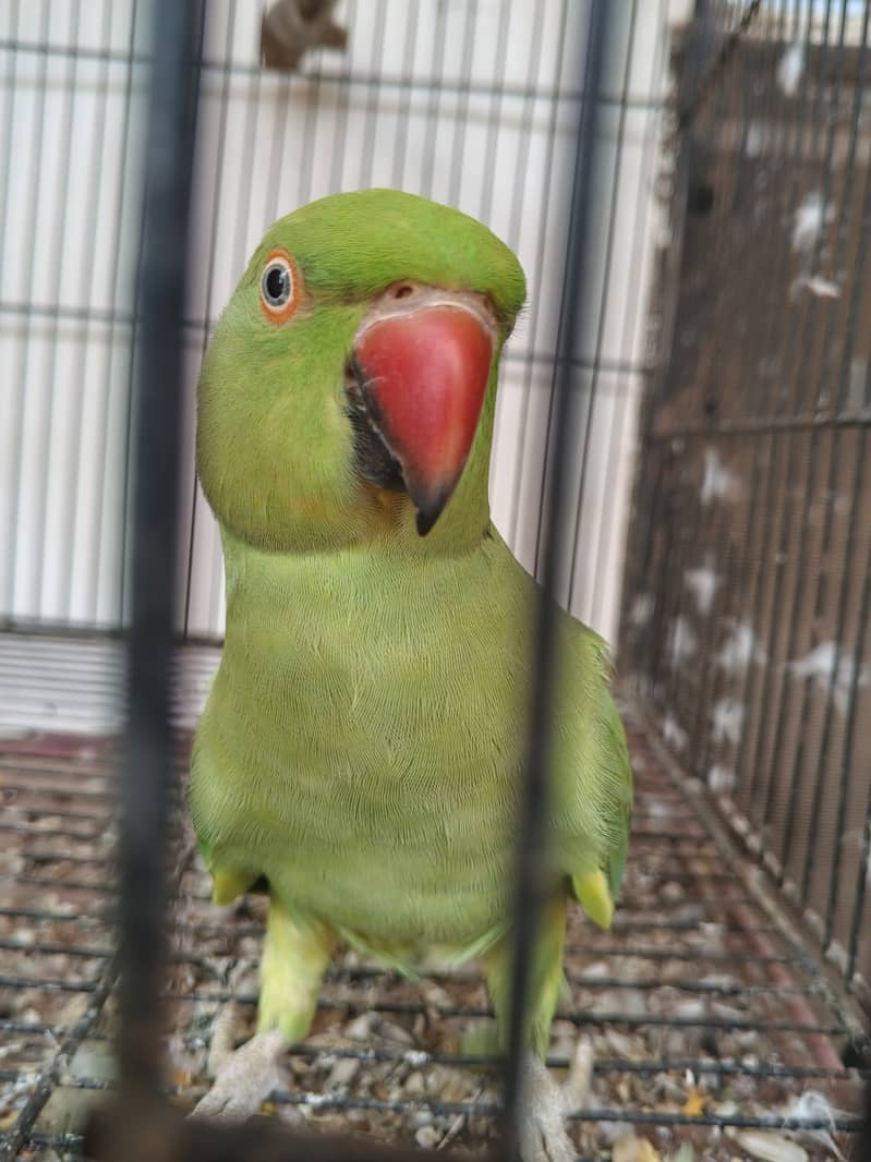 Green 2