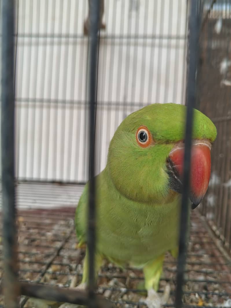 Green 4
