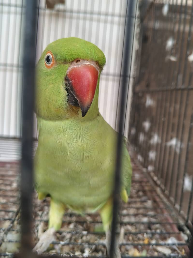 Green 5
