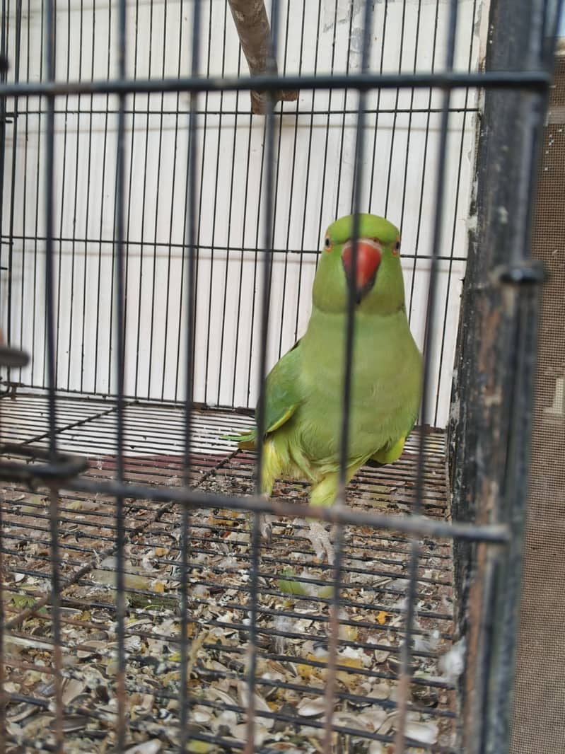 Green 7