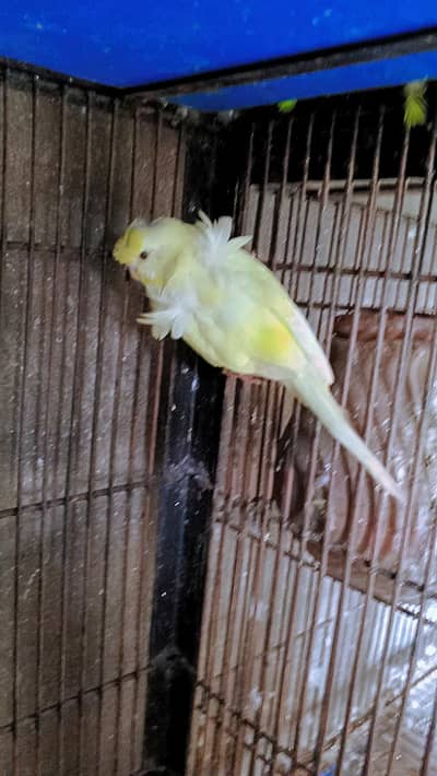 Hogoromo breeder pair for sale 1 extra female 03029798991