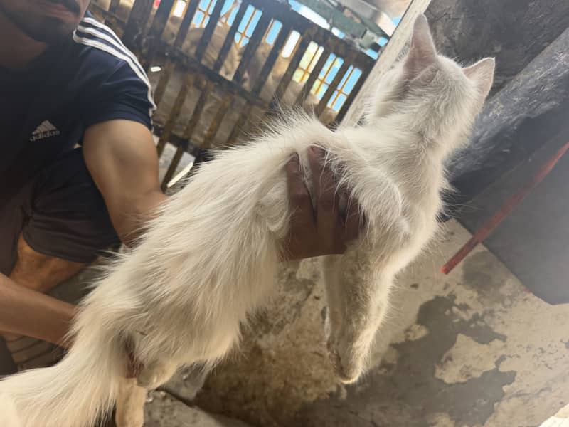 White cat 0