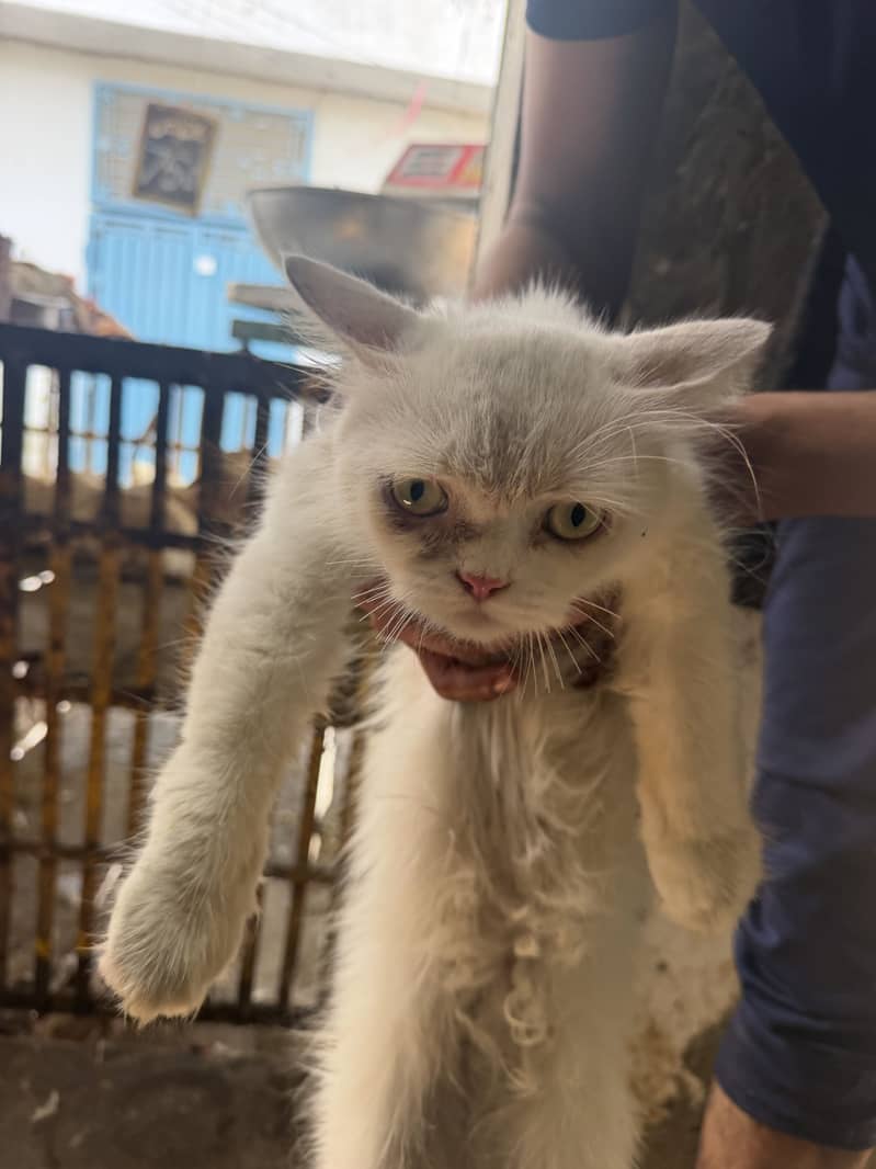 White cat 1