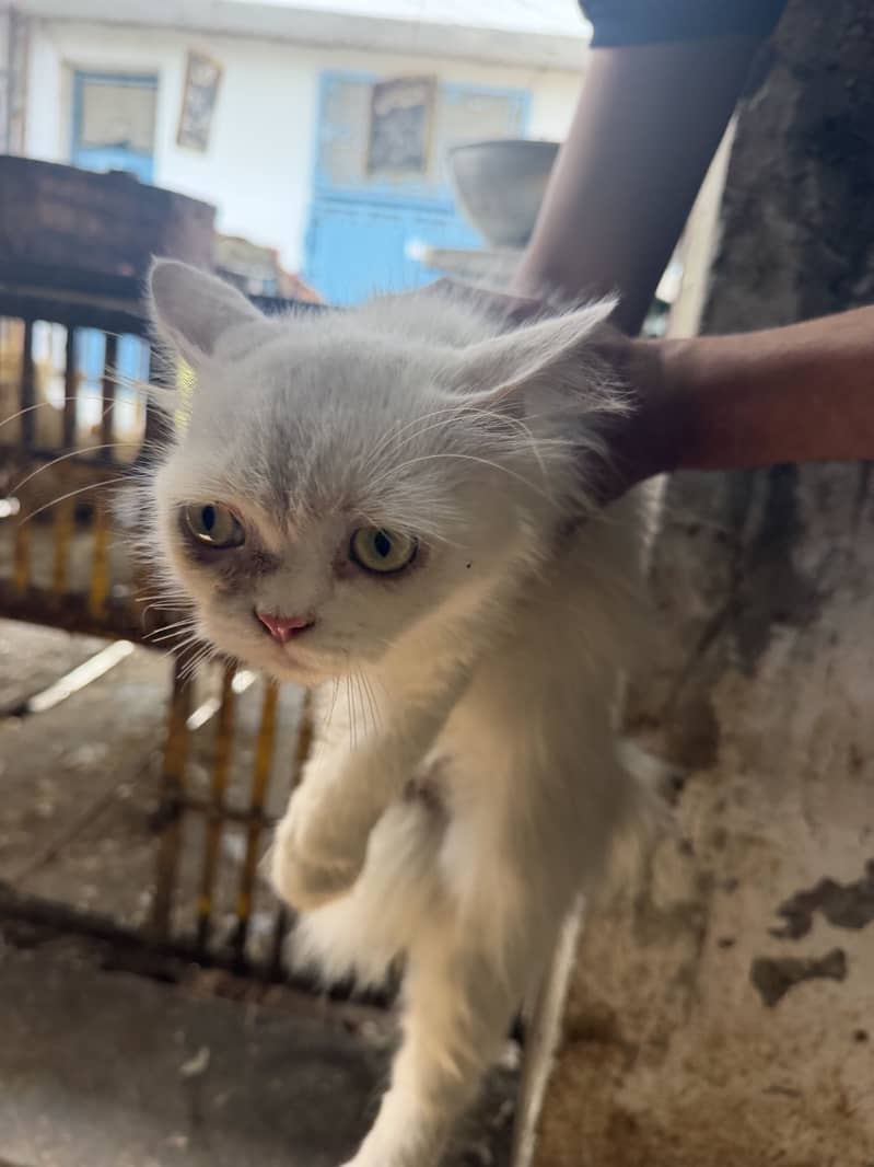 White cat 2