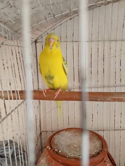 2 Male Budgies Pair - Blue & Yellow - Wah Cantt