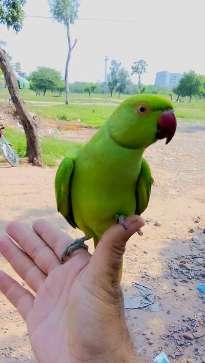 Parrot for sale