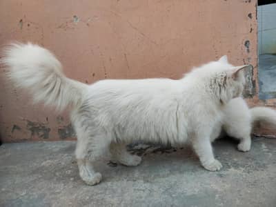 1 kitten female or 1 female mother contact nmbr 03424921625