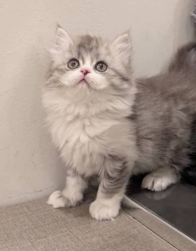 Low Price Kittens/White, Grey Persian Kitten/Cats/Male/Female