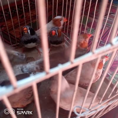 under size finches 13 pies total 800 per pies