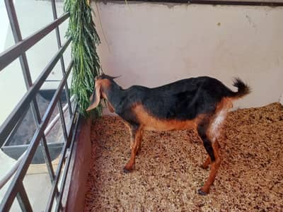 Goat female
