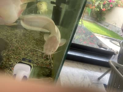 Albino Redtail Catfish