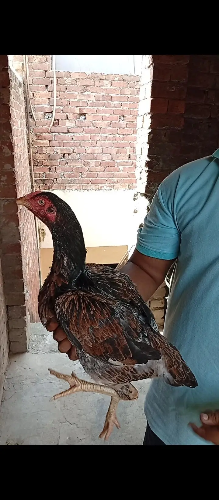 5 Aseel Females High Quality — photo 2