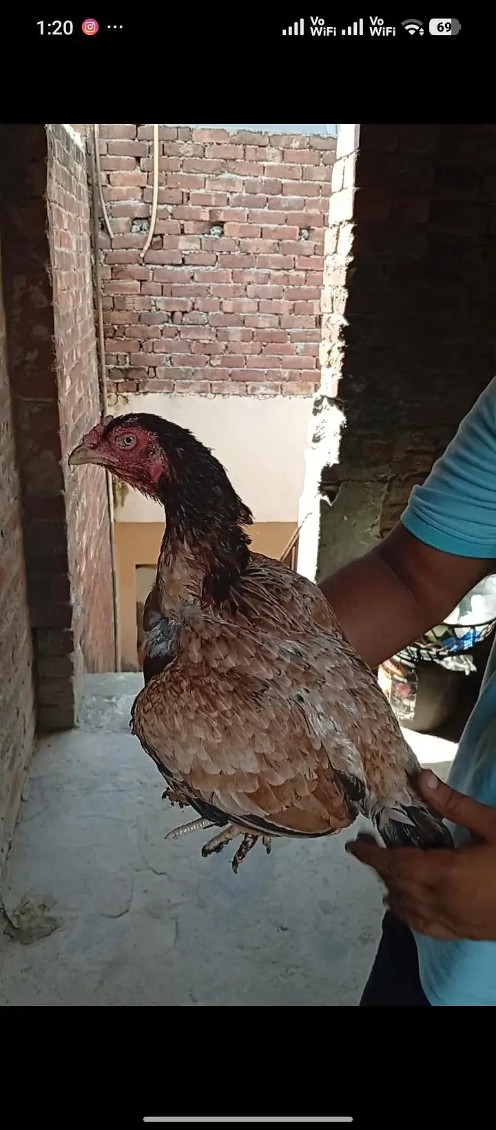 5 Aseel Females High Quality — photo 3