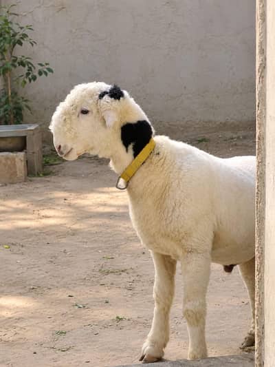 Black & White Mundra Dumba  | Healthy & Strong | For Sale