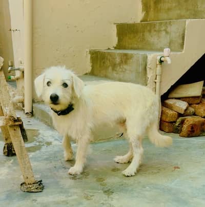 Russian dag ha vaccination complete