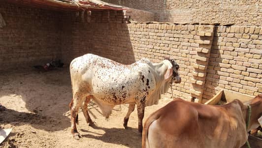 Bull | Wcha | Bchra | Desi Bchra | Qurbani Bull | wcha / Bchra / Bull
