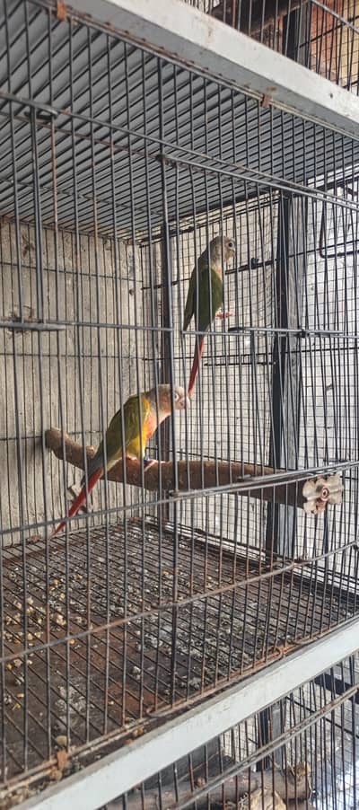 hogoromo red eye double flower raw pineapple conure fawn jawa cocktail