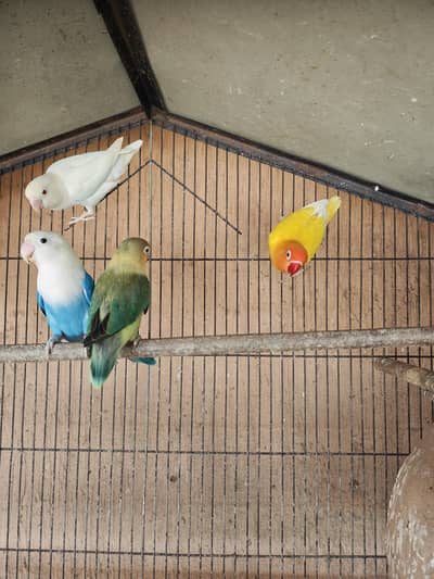 Albino and palefallow