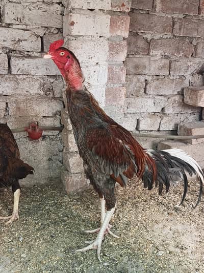 1 male 2 female