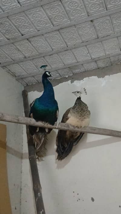 Blue shoulder pair