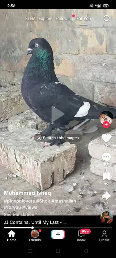 Tedy khabotar for sale
