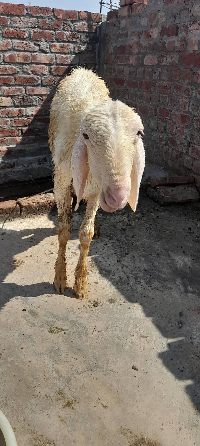 ترکی دنبہ 2