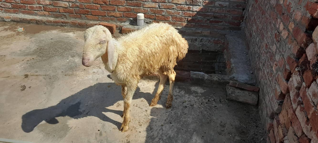 ترکی دنبہ 4