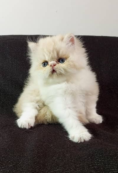 Mashaallah peki cfa bloodline female kitten