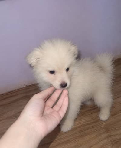 Pomeranian puppy imported bloodline for sale with all documentation