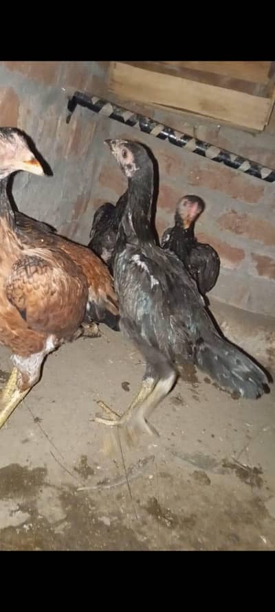 Asil Hen with 3 Healthy Chicks – 2 Female & 1 Male